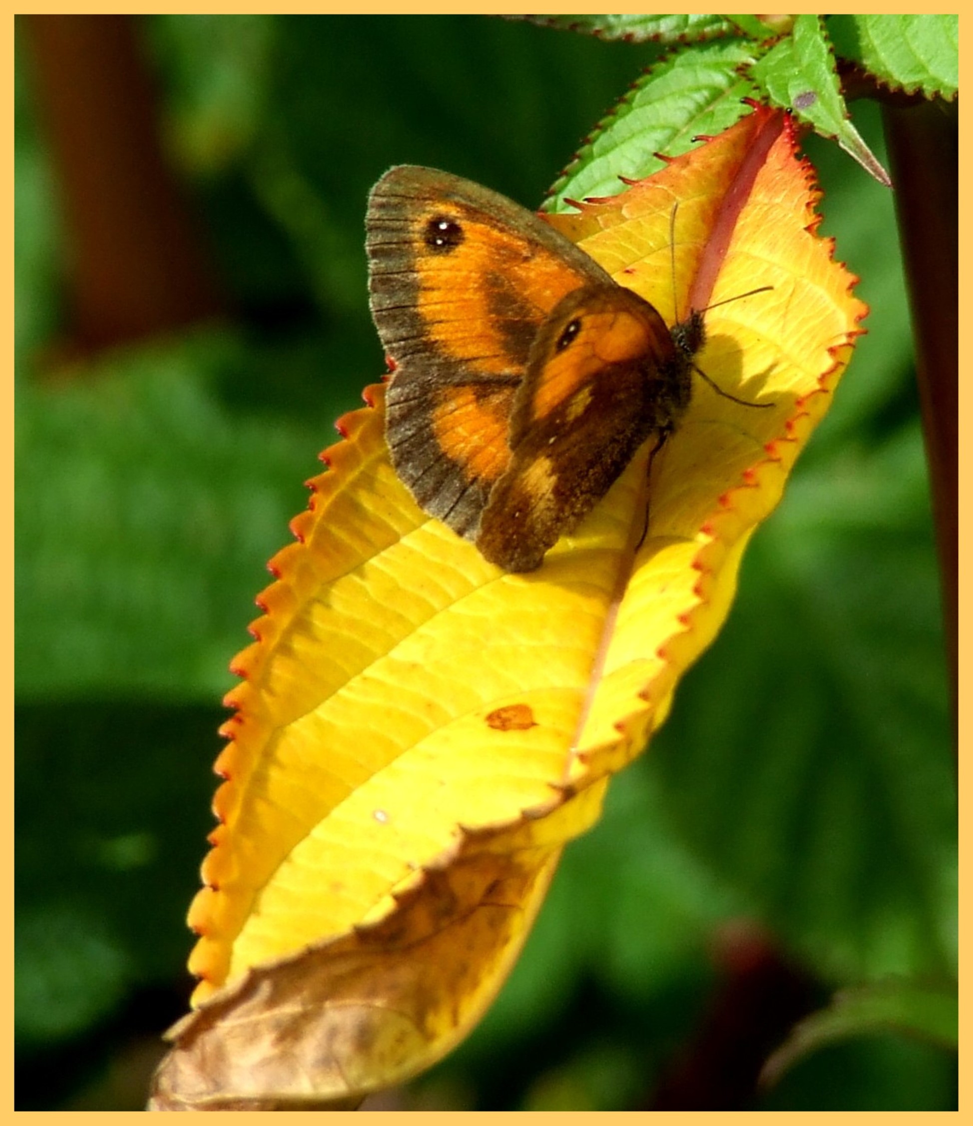 LOVEGROVE BUTTERFLY Bill Bagley Photography